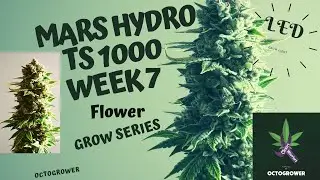 MARS HYDRO TS 1000 WEEK 7 | OCTOGROWER