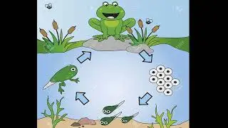 Жаба жабурана - песен