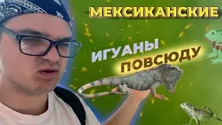 Суши и ИГУАНЫ в Мексике \ КАНКУНОВСКИЕ СОБАКИ \ Цены в Chedraui #MEXICO 4.4