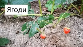Садене на Ягоди