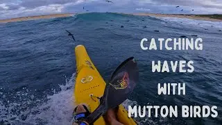 Paddling rough seas with 1000s of Mutton birds