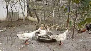 Небольшой обзор хозяйства! Вся птица чистая, сытая и довольная!