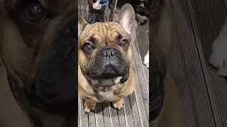 Настоящие друзья !