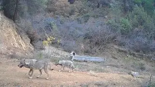 TÜRKİYE'DE ÇEKİLEN EN GÜZEL GÜNDÜZ FOTOKAPAN GÖRÜNTÜLERİM! KURT, VAŞAK, GEYİK, BOZAYI, ÇAKAL, KARACA
