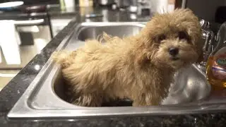 My toy poodle bath routine |Belle 5 months