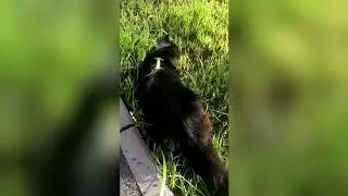 🤣 КАК ЧИПУСИК ПЕРВЫЙ РАЗ ВЫШЕЛ ВО ДВОР НОВОГО ДОМА (остросюжетный короткометражный фильм)