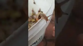 ЗАГАДОЧНЫЕ ПЕСНИ УЛИТОК!