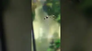 Желточный мешок на личинке шоколадного гурами