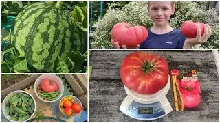 Tomato affairs, tomato harvest for July 16, 2025. Watermelons have started to set. Wasps are eati...