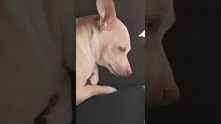 #youtube #youtubeshorts #funnyshorts #instagram #funny #laugh #lol #dog
