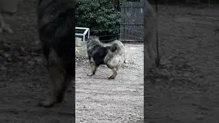 NADEZHDA NASHA iz Russkogo Riska & YAKUT di Ca'Bastiani