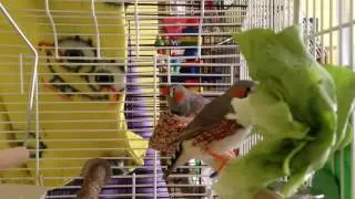 FINCHES EATING LETTUCE!