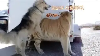 이루어 질 수 없는 사랑 호랑이를 사랑한 강아지