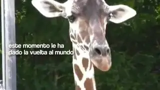 Bienvenida  esta nueva cría de jirafa