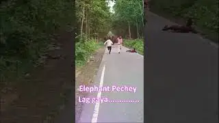 Selfie Banatey Howe Elephant Pechey Lag Gaya || Short Videos
