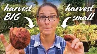 When to Harvest Potatoes – 5 Signs They’re Ready!