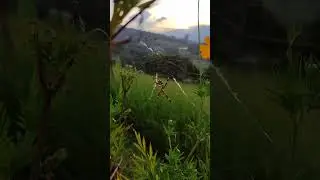 ARAÑA TIGRE 🕷🕸 Una buena compañera para nuestro jardin❗❗