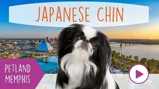 Japanese Chin Fun Facts