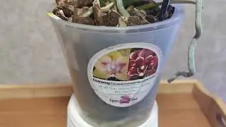 Первое цветение азиатской орхидеи. Ожидание и.. 😄