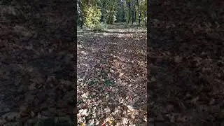 Прогулка возле моей школы