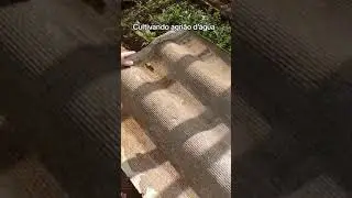 Como cultivo agrião d'água