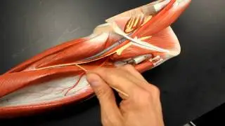 CIRCULATORY SYSTEM ANATOMY: Systemic circulation arteries upper & lower extremity model description
