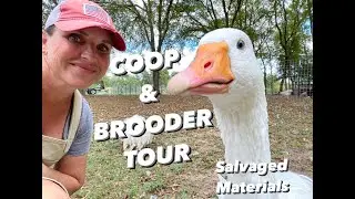 CHICKEN COOPS/BROODER SETUP & Our new CHICKEN YARD