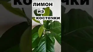 Лимон, выращенный из косточки. #лимонизкосточки #лимон #shorts