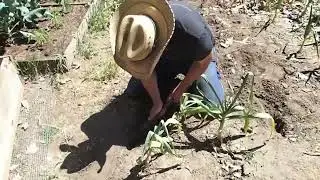 How To Harvest Home Grown Garlic!