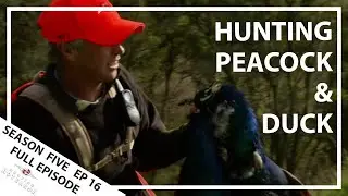 Hunting Aotearoa Series 5 EP16 Peacock and Duck Hunting