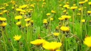 Футаж одуванчик HD1080