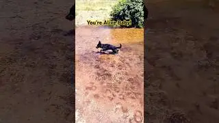 You're Alive Baby!  #germanshepherd #gsd #puppy #dog
