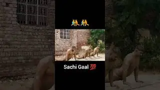 Pehlwani Shorts #dangal #kushtidangal #ytshorts #dangallive #yt #ytshortsindia #viral #wrestler