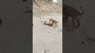 आज तो लूट लायारे😱|| आज तो पार्टी होगे 😜|| #shorts #viralshorts #viral #trending #ytshorts