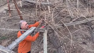 Обрезка винограда МОНСТРА!