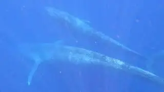 Pygmy blue whale mother and nursing calf