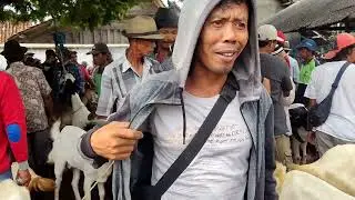 1,5 JUTAAN!! Cek harga doro & indukan kambing PE& Jawa di pasar kragan rembang Jawa Tengah