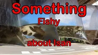 Something Fishy in Isan