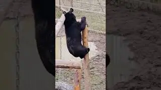 Сообразительный медведь Финик. ПАРК ЗЕМЛЯ ПРАЙДА 🌿 #zoo