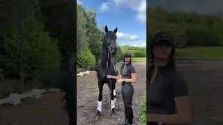 giant horse