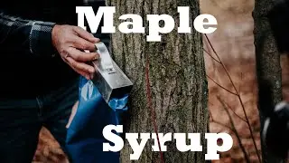 The Process of Maple Syrup