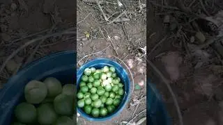 Quixabeira: terra do umbu