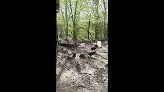 несушки подрастают