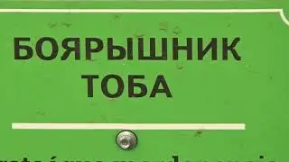 Боярышник Тоба. Маяк Ютуб