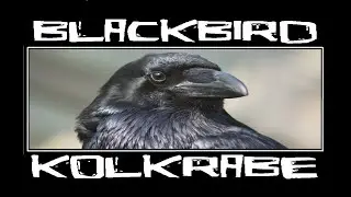 Common Raven Kolkrabe