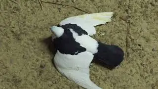 #Pigeons