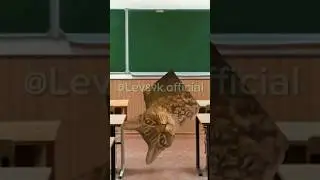 До какого города дошло это видео🤔🤨#хочуврек#котики#футажи#suorts Автор звука:@kikkadim