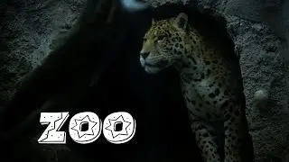 EL ATAQUE del JAGUAR | ZOO con ANIMALES de las 4 regiones de ECUADOR | Edis Vlogs