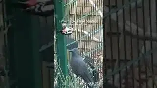 К кому-то прилетают скворцы,  а к нам дятлы.