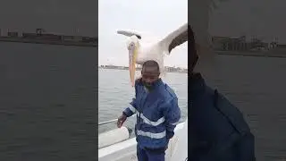 Pelican Friend: Hitching a Ride and Soaring with the Boat